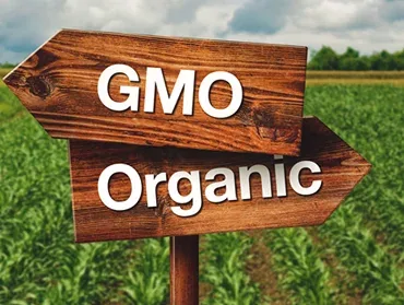 GMO vs non-GMO article image