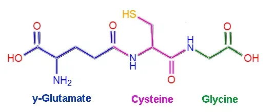 Illustration from The Unfulfilled Promise of Glutathione 