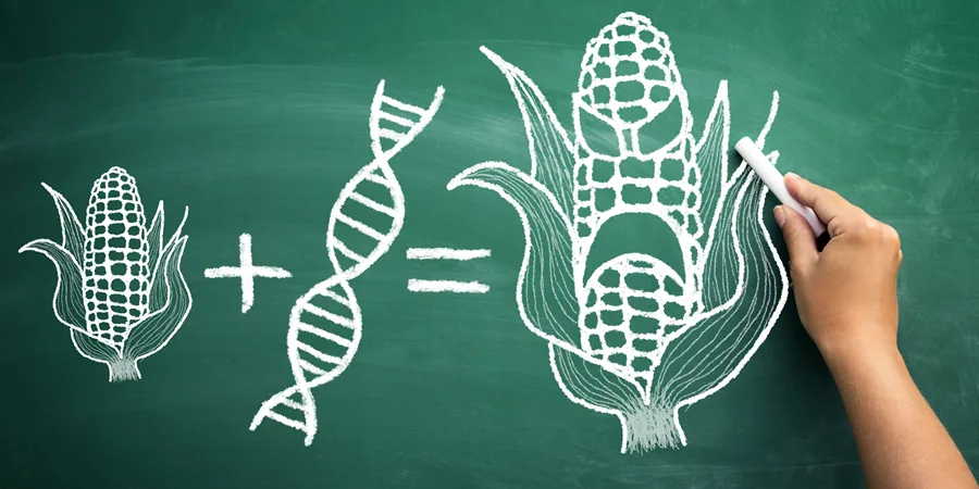 Illustration from GMO vs non-GMO